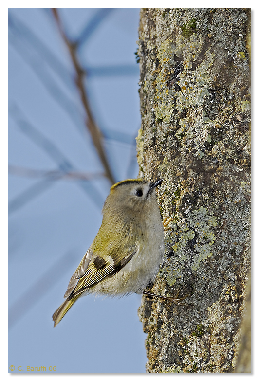 Little Goldcrest