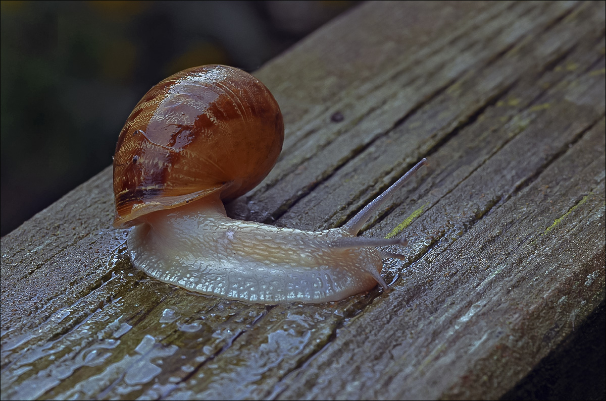 Inversione di marcia