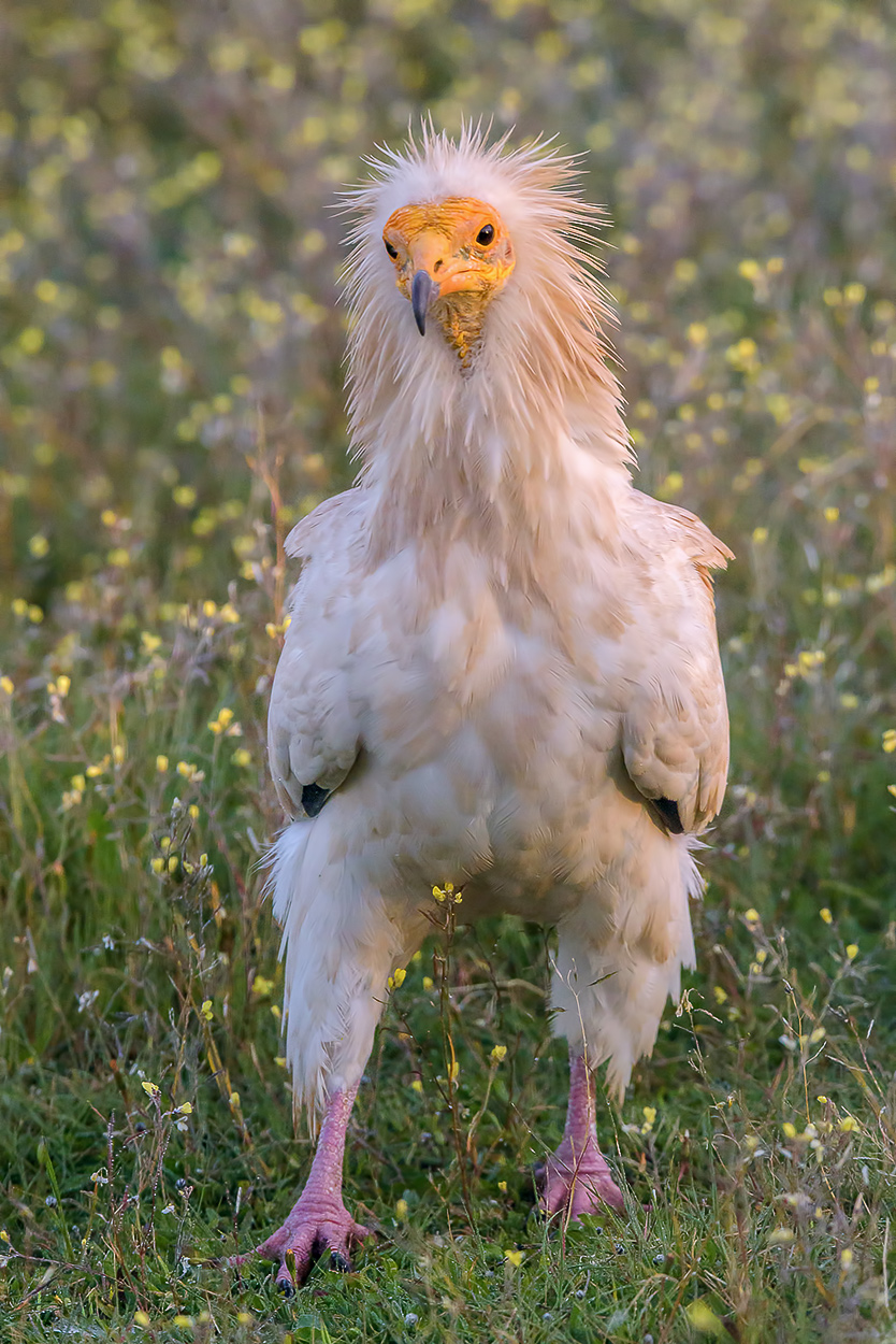 Un tipo poco raccomandabile....