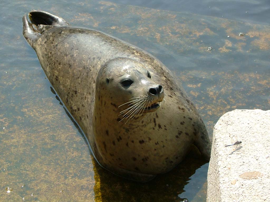 la foca e la libellula
