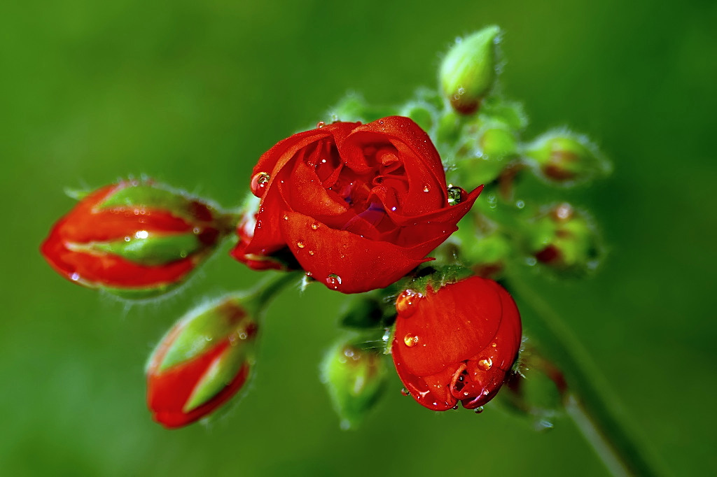 *** Geranius umidum ***