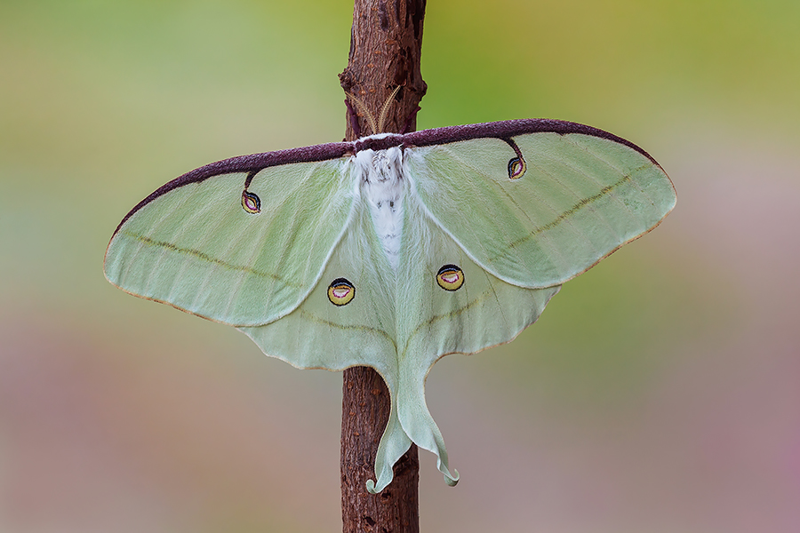 Actias luna