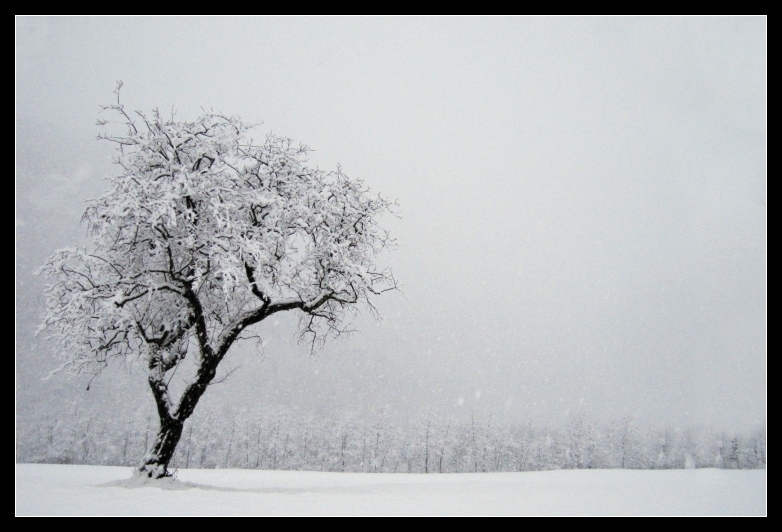 Solo un altro albero...