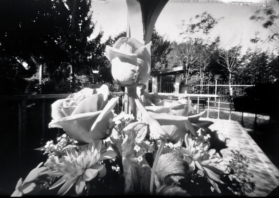 petaloso ;/) pinhole