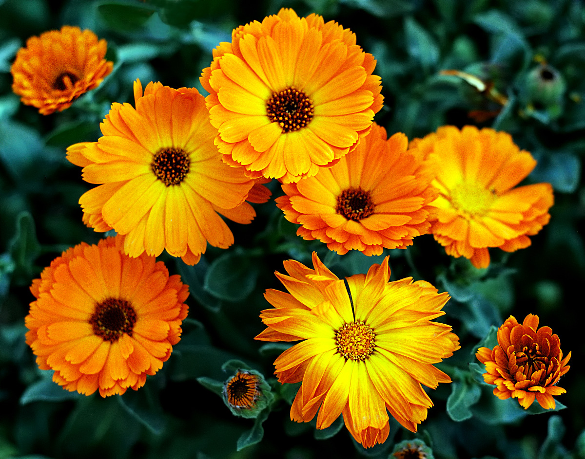 calendula