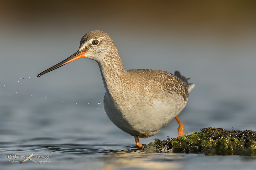 Incontro ravvicinato_Totano Moro