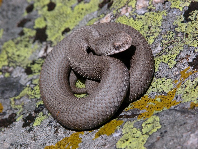 Vipera
