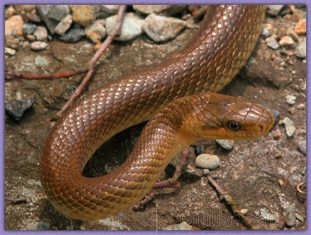 Colubro di Esculapio