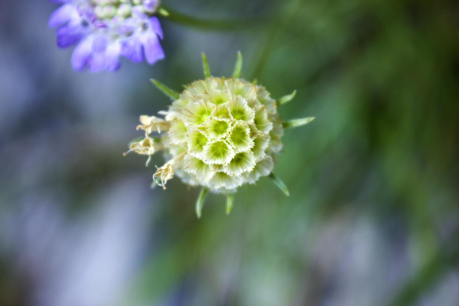 la bellezza dei fiori secchi