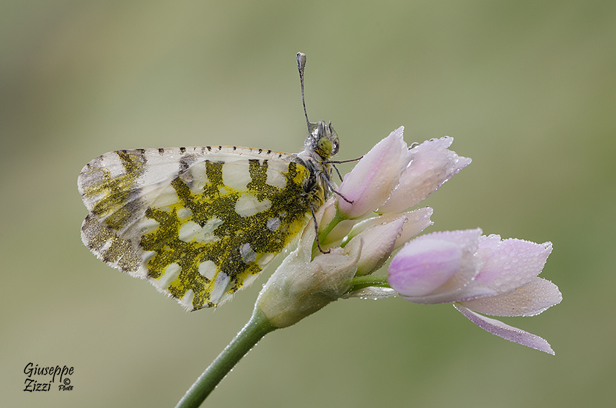 Anthocharis Cardamines