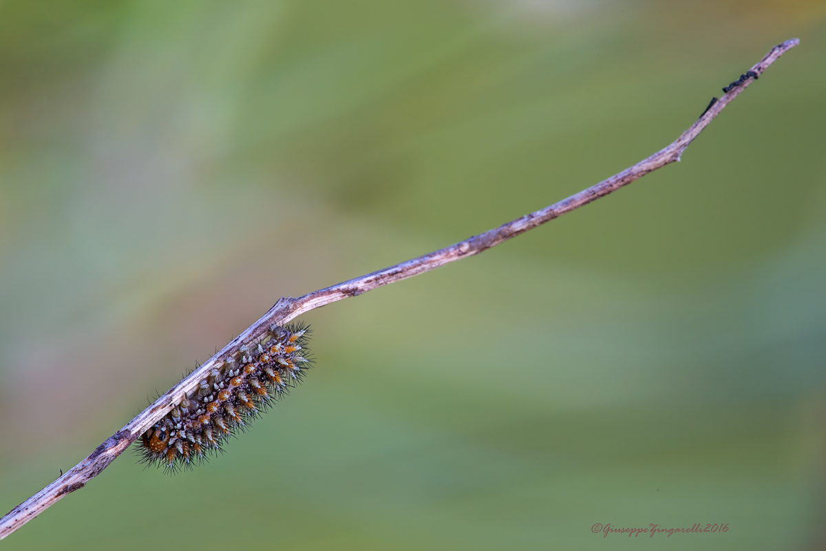 bruchino di melitaea