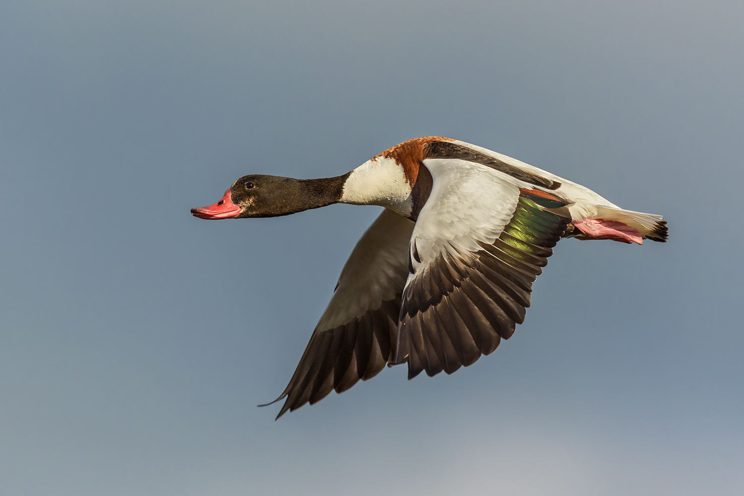 Tadorna tadorna (volpoca)