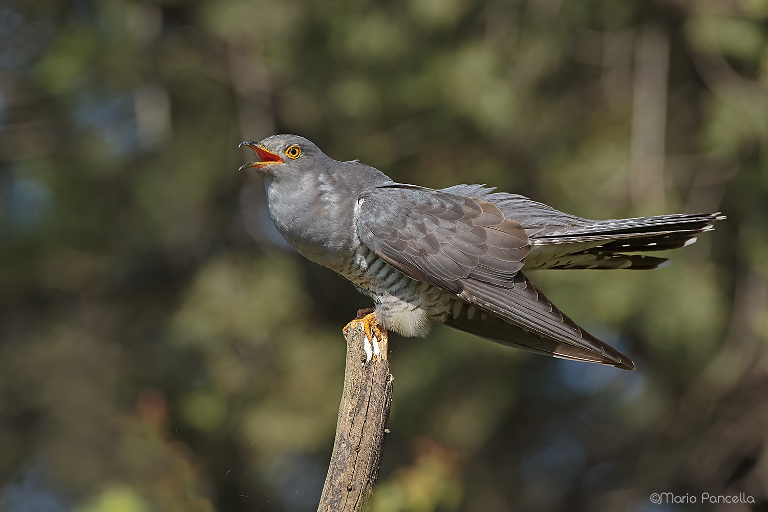 Cuculo...Cuculus canorus