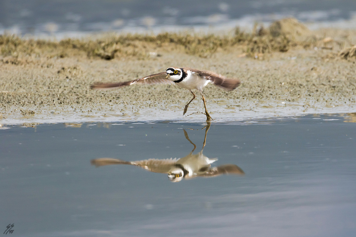 ..corriere...volante!!..
