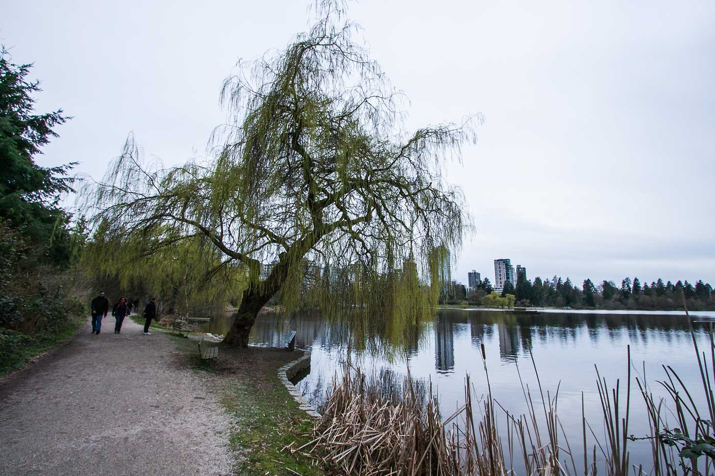 Quel salice di Vancouver...