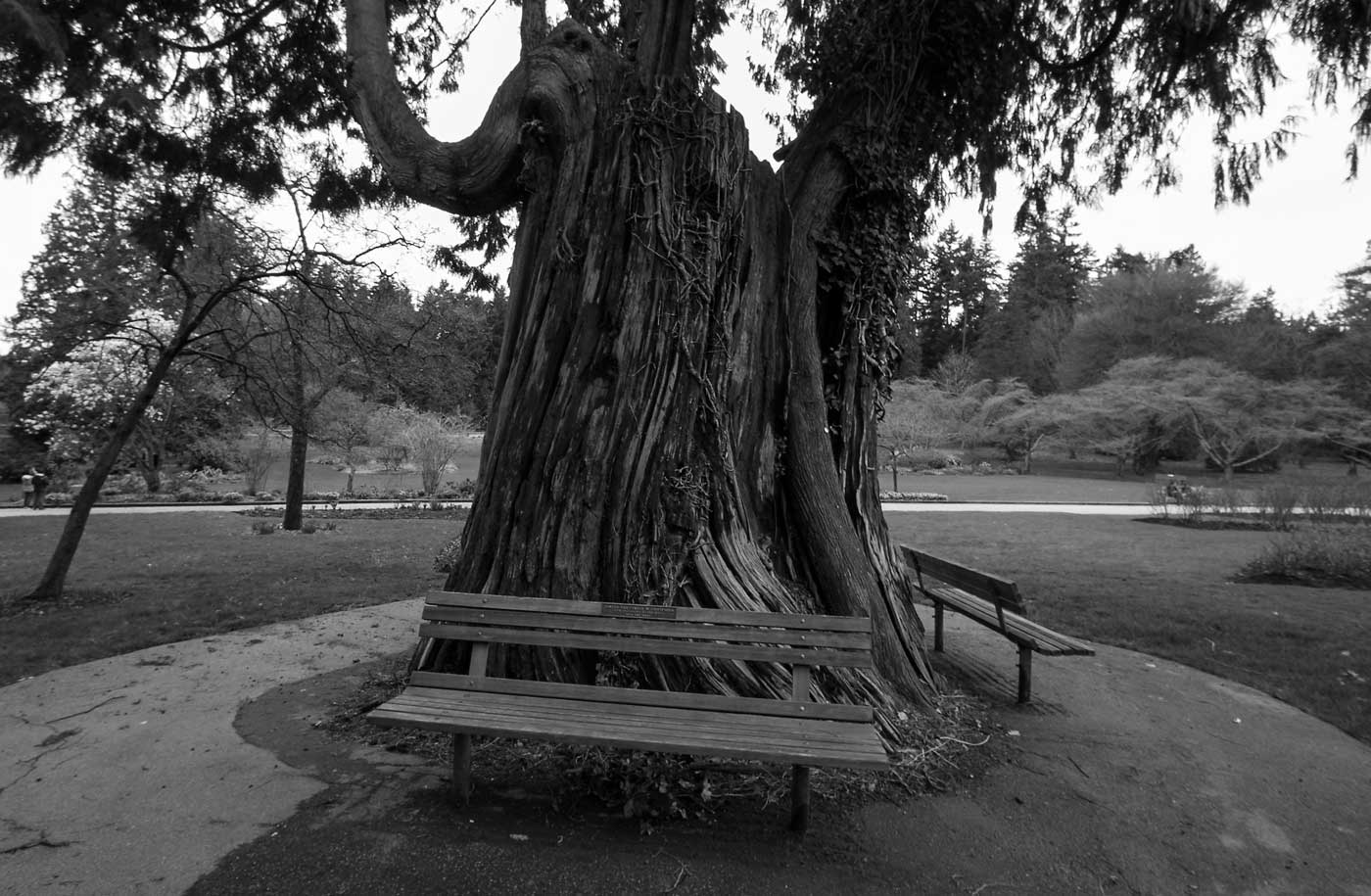 La panchina della saggezza