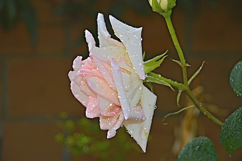 rosa
