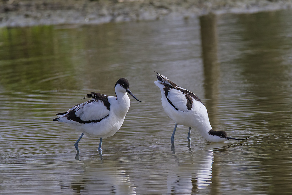 avocette