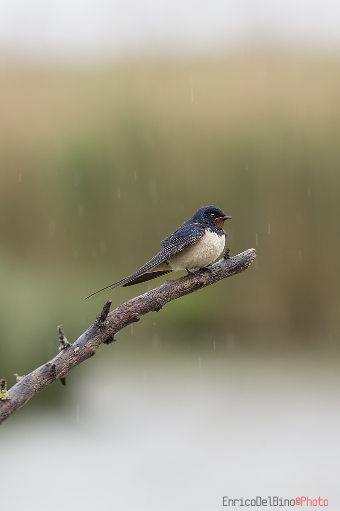 Rondine sotto la pioggia