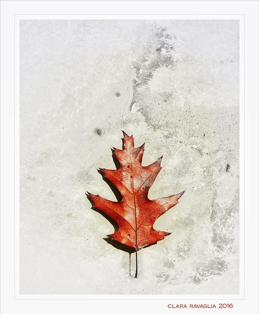 Rinascer�...Albero