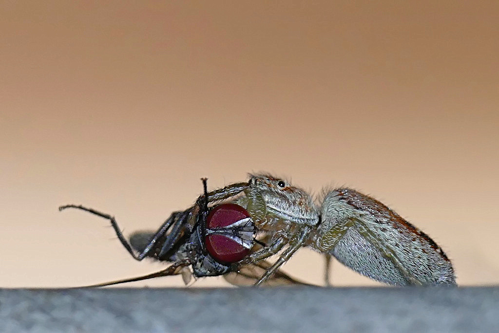 *** Sopravvivere ***