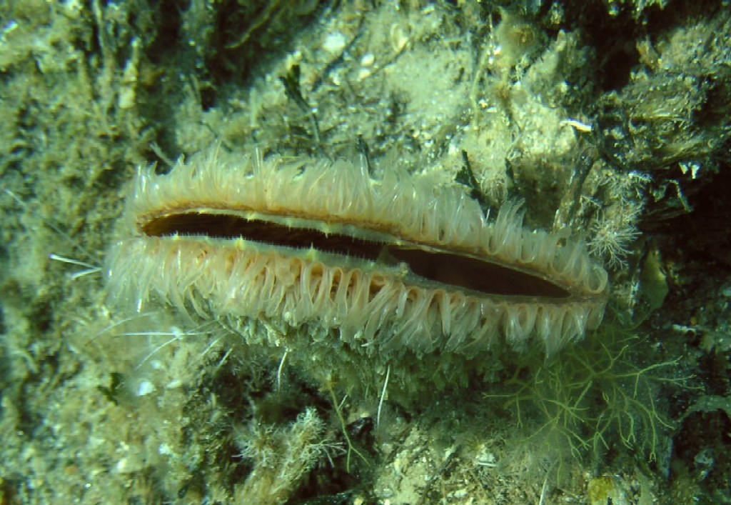 nacchera