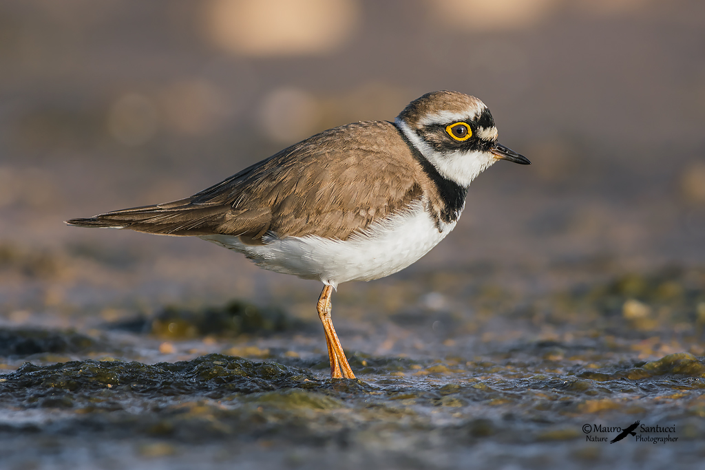 Corriere piccolo_Charadrius dubius