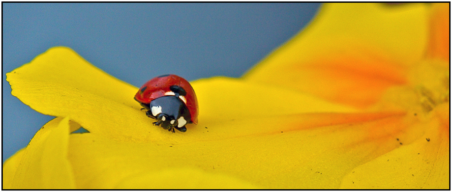 Coccinella septempunctata