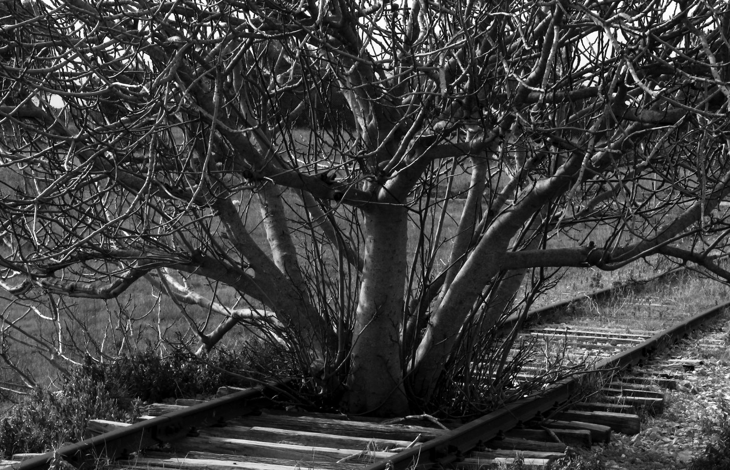 Ferrovie rispettose dell'ambiente