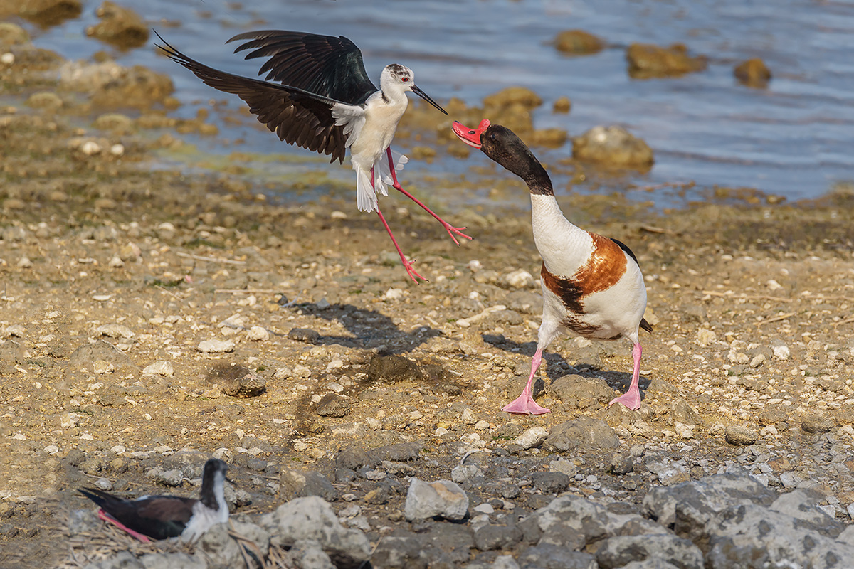 Cavaliere d'Italia versus Volpoca