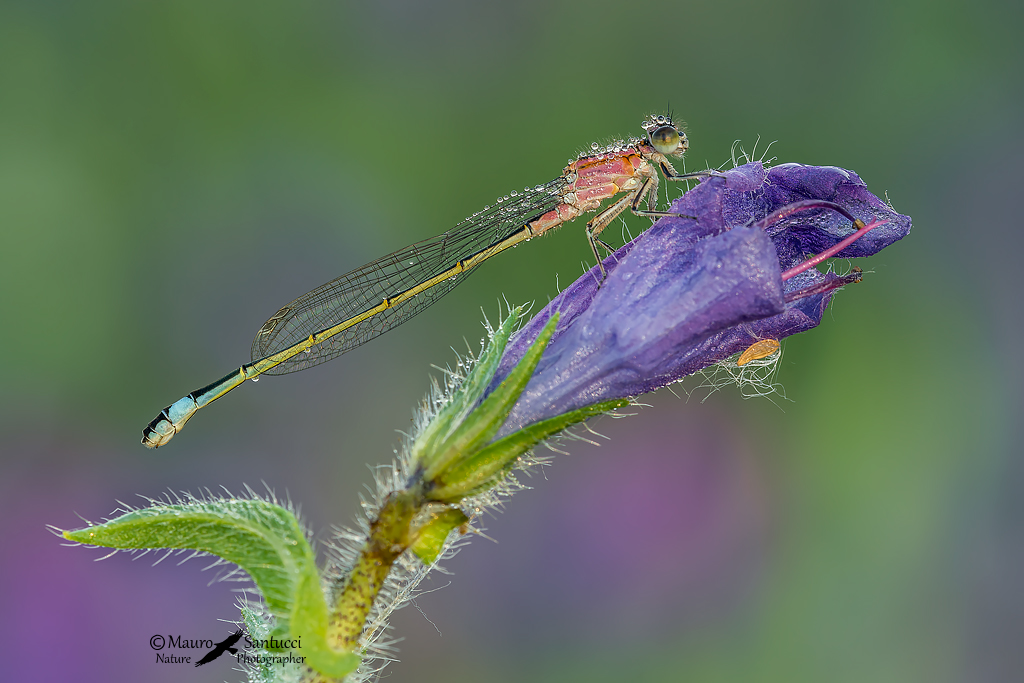 Ischnura elegans_femmina immatura