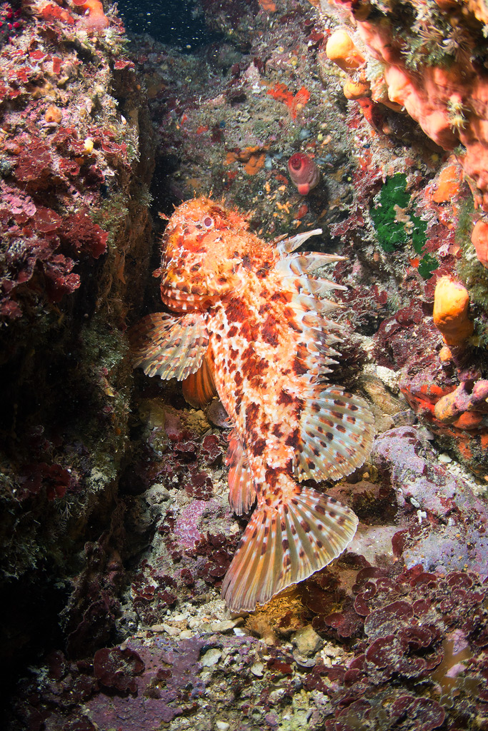 Scorpaena scrofa