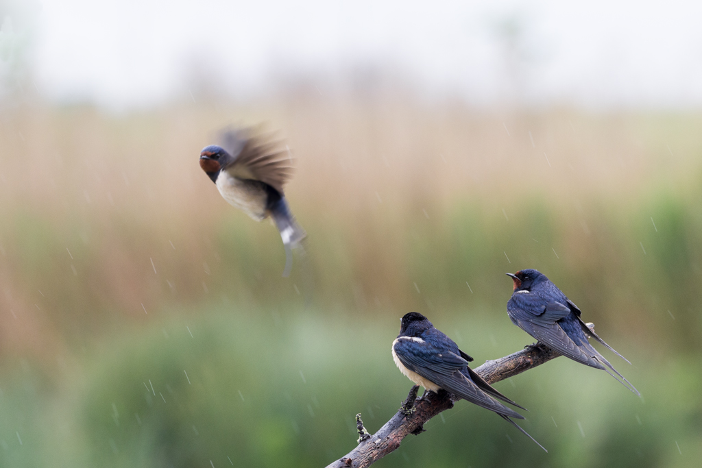 Rondini sotto la pioggia - io scappo