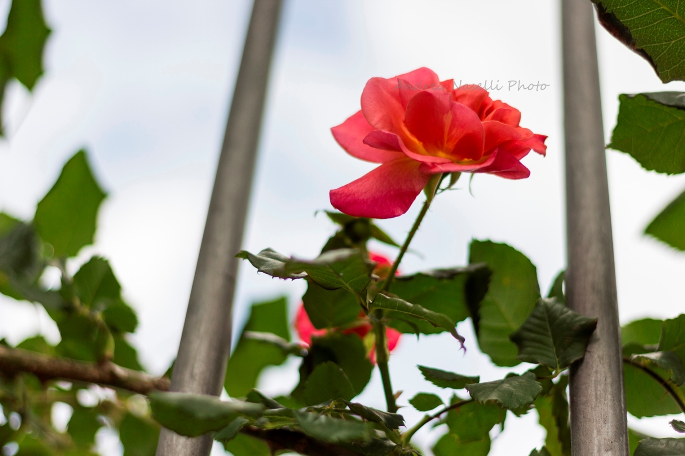 Long life for the queen