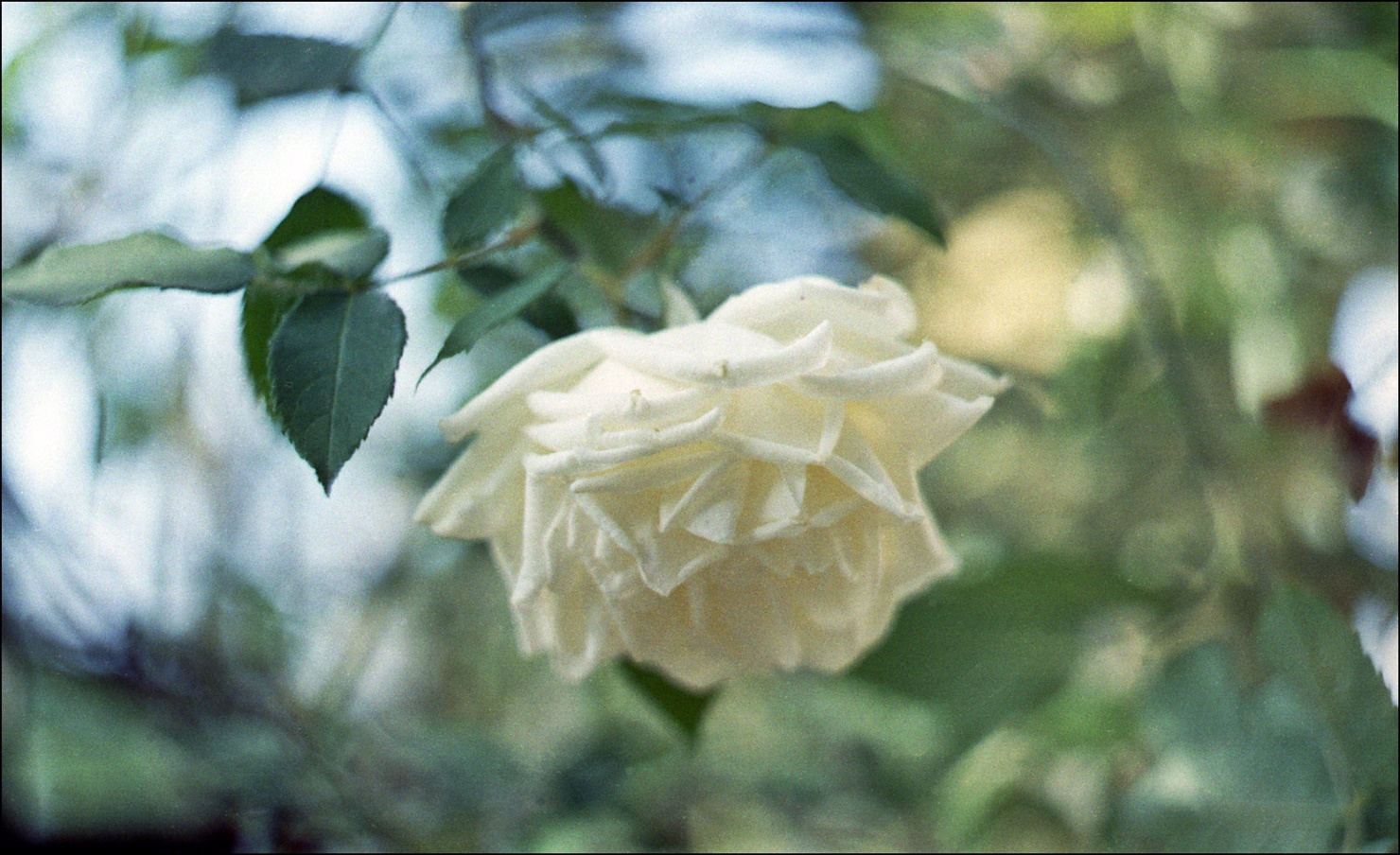 scent of ... Helios ;/)