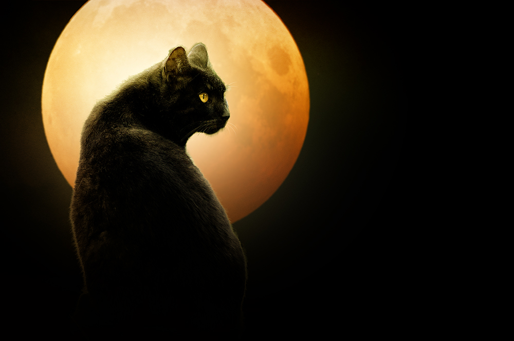 Il gatto e la luna