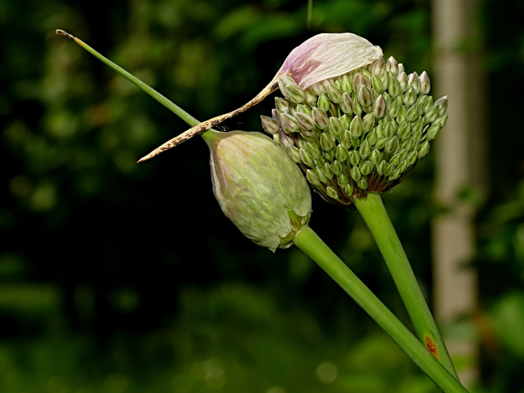 *** Un bacio nel bosco ***