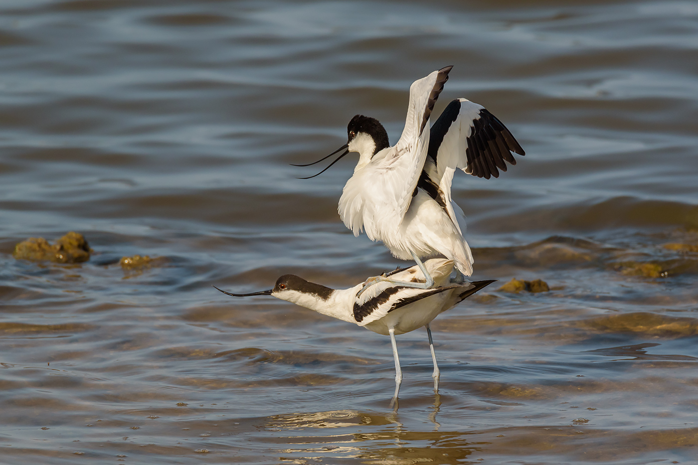 Avocette in love