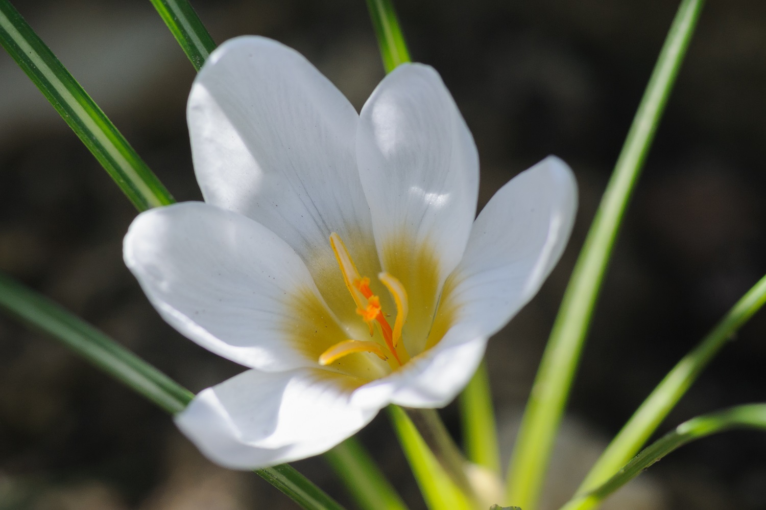 Crocus vernus