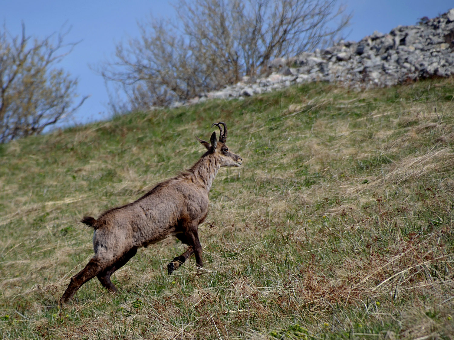 Il primo camoscio!!!!