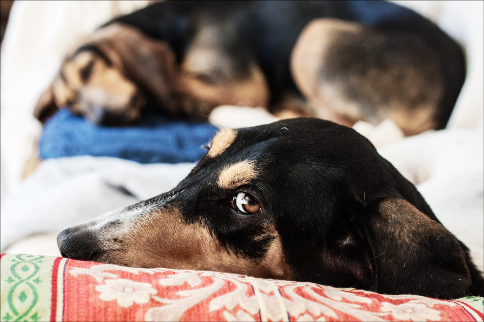 Dorme. Finalmente mi lascia un po' in pace.