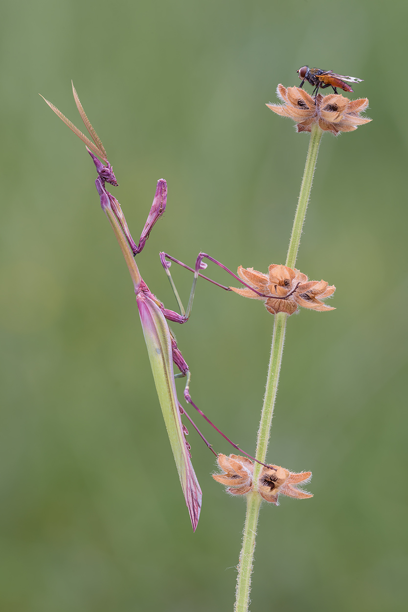 Sar� il suo pasto?