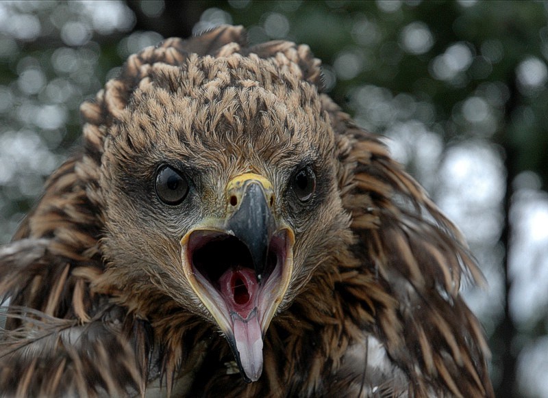 Occhio che sono incazzato!