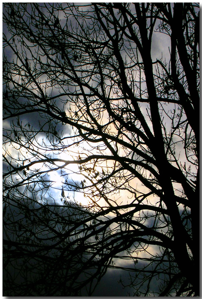 spiraglio di luce tra i rami