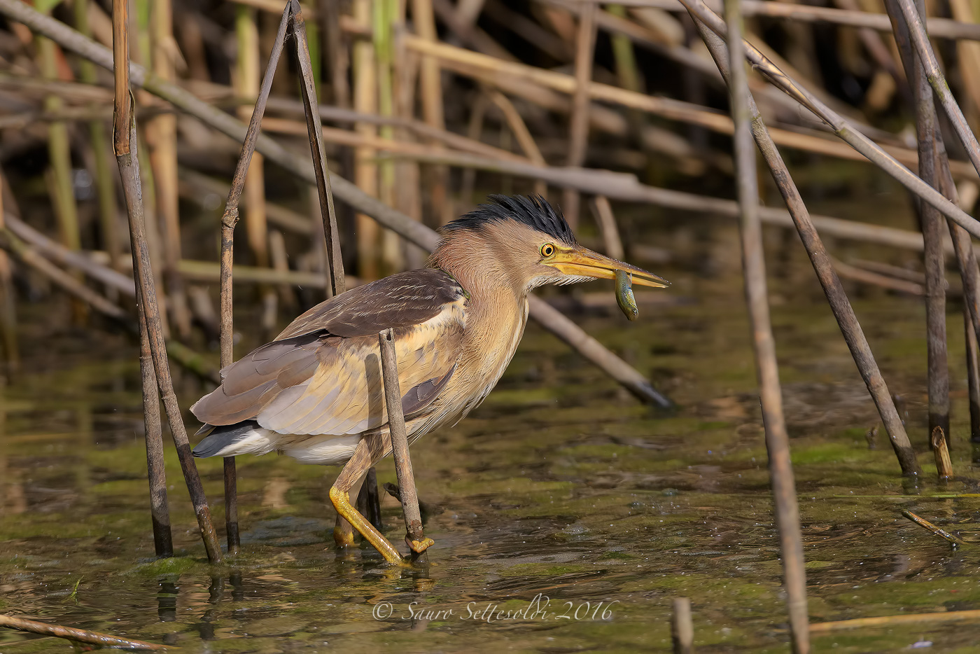 la pesca del tarabusino