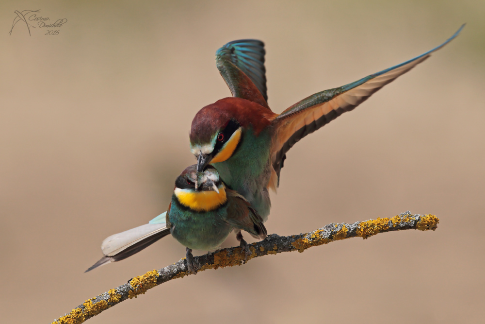Gruccioni in accoppiamento