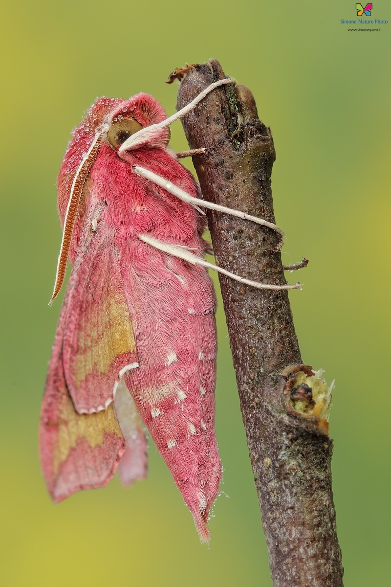 Deilephila porcellus...