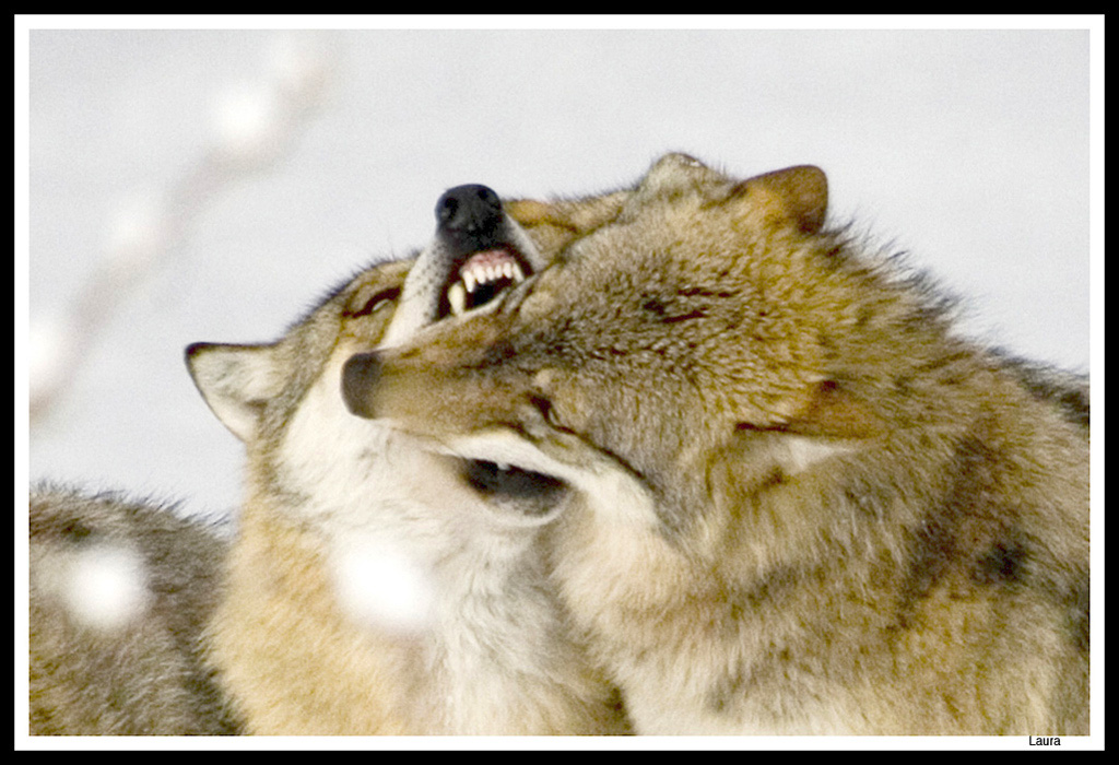 Wolf kiss