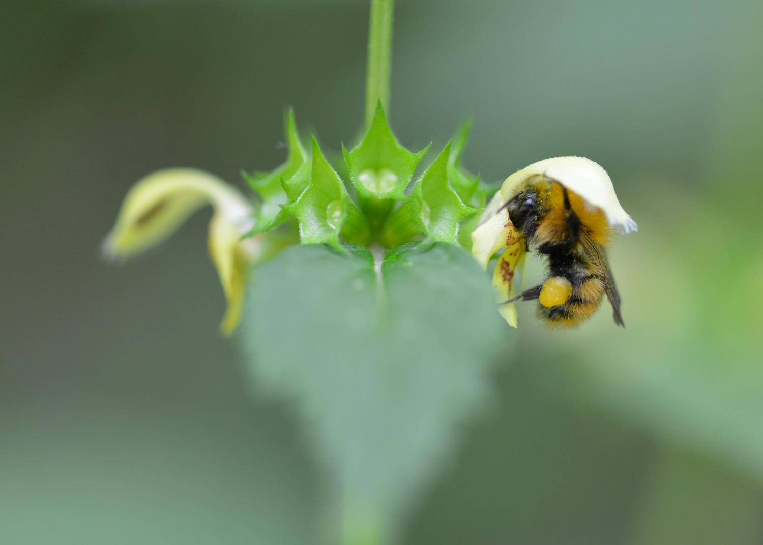 Piccola ape laboriosa