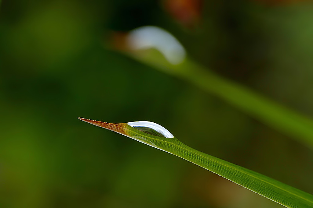 *** Paperelle in formazione ***